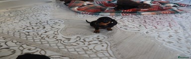 Dachshund Puppy 8