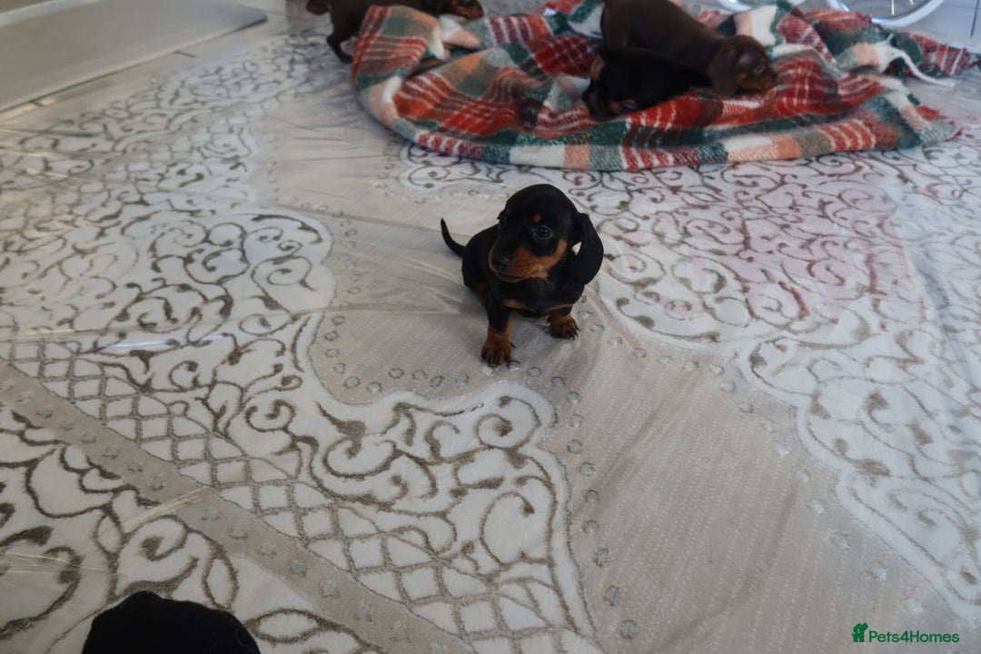 Dachshund dogs for sale: Dachshund puppy’s  - Advert 12