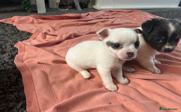 Chihuahua dogs - Advert 1