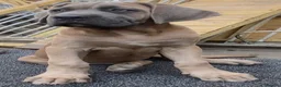 Mixed Breed dogs for sale: Bandogge puppys ready to go  - Advert 5