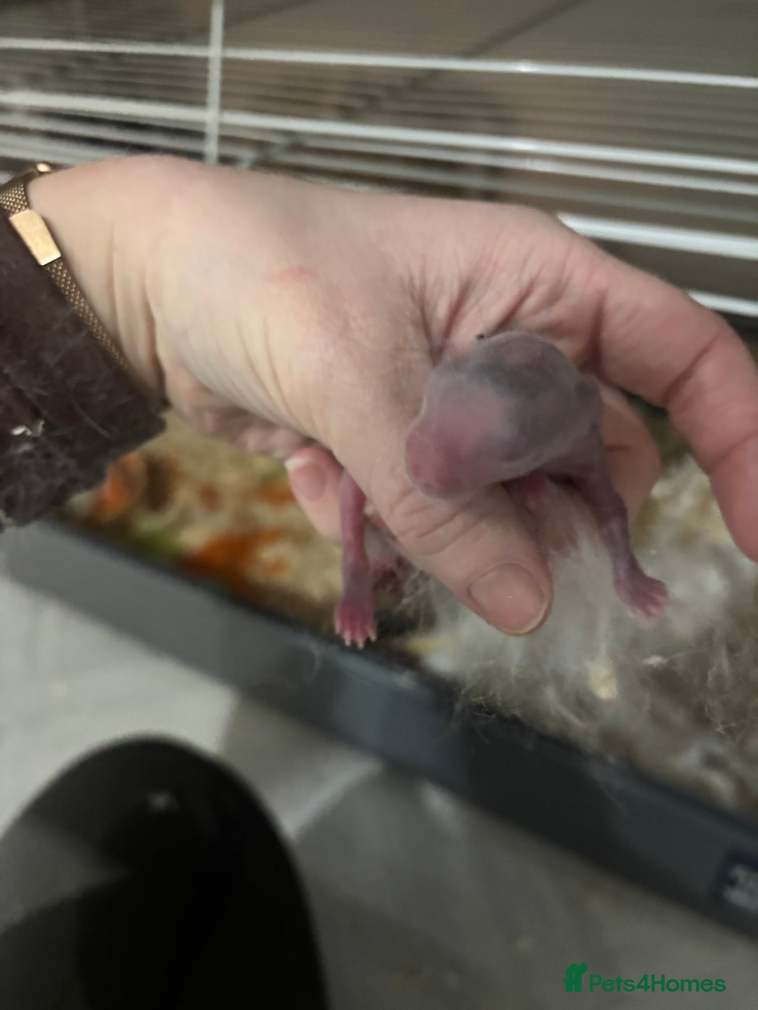 English Lop rabbits for sale: 4 baby rabbits  - Advert 4