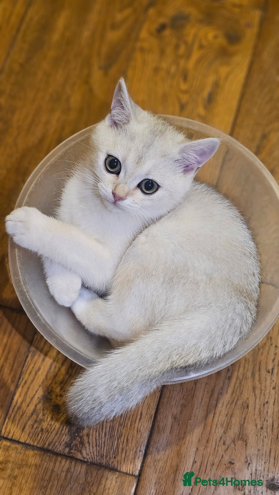 British Shorthair cats for sale: British Shorthair Kittens – Golden & Silver Shaded - Image 14