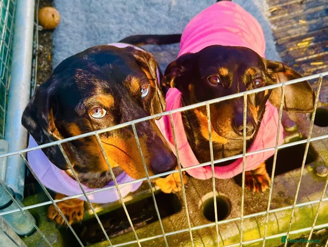 Miniature Dachshund dogs for sale: OUTSTANDING INSTAGRAM MINI DACHSHUNDS  - Advert 21