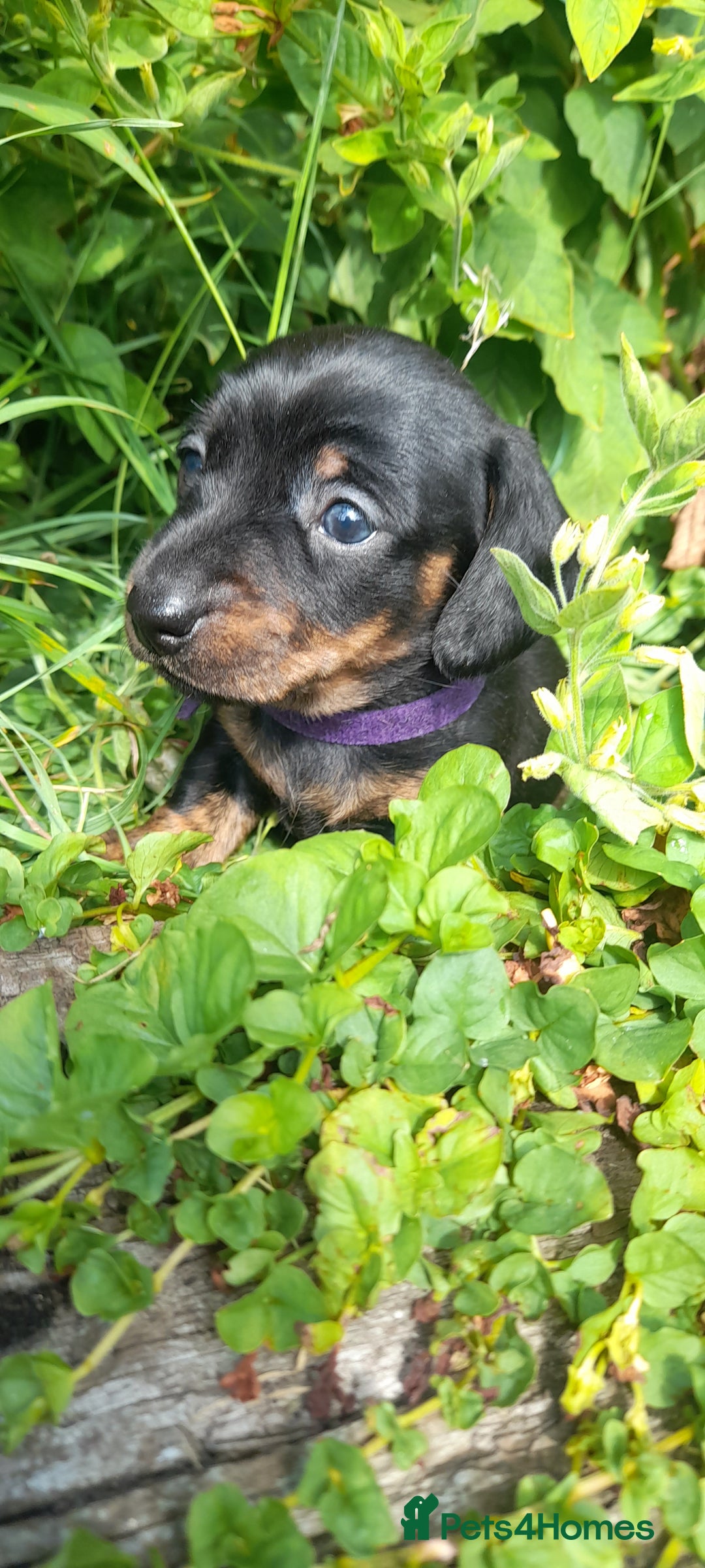 Miniature Dachshund dogs for sale: Smooth haired minature dacshund  - Image 8
