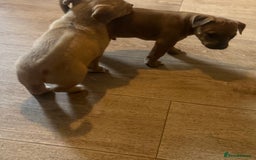 Mixed Breed dogs for sale: Rottweiler cross saluki puppies  - Image 8