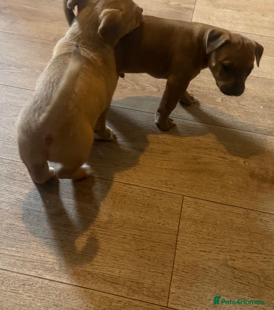 Mixed Breed dogs for sale: Rottweiler cross saluki puppies  - Image 8