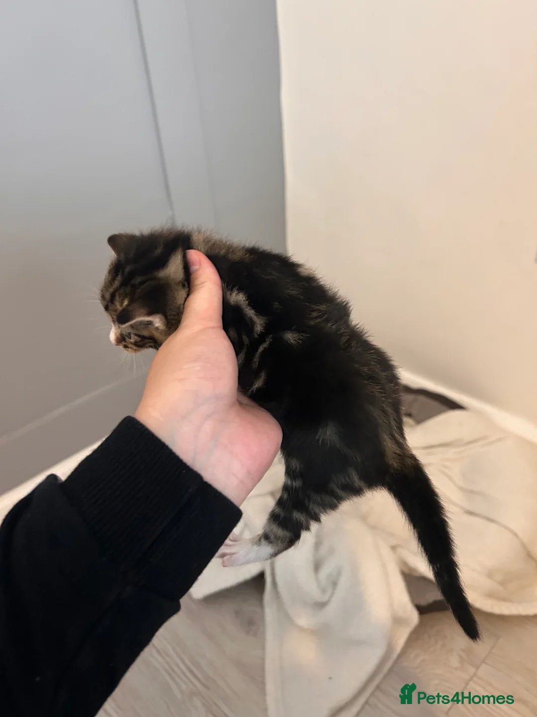 Mixed Breed cats for sale: Kittens for sale  - Advert 2