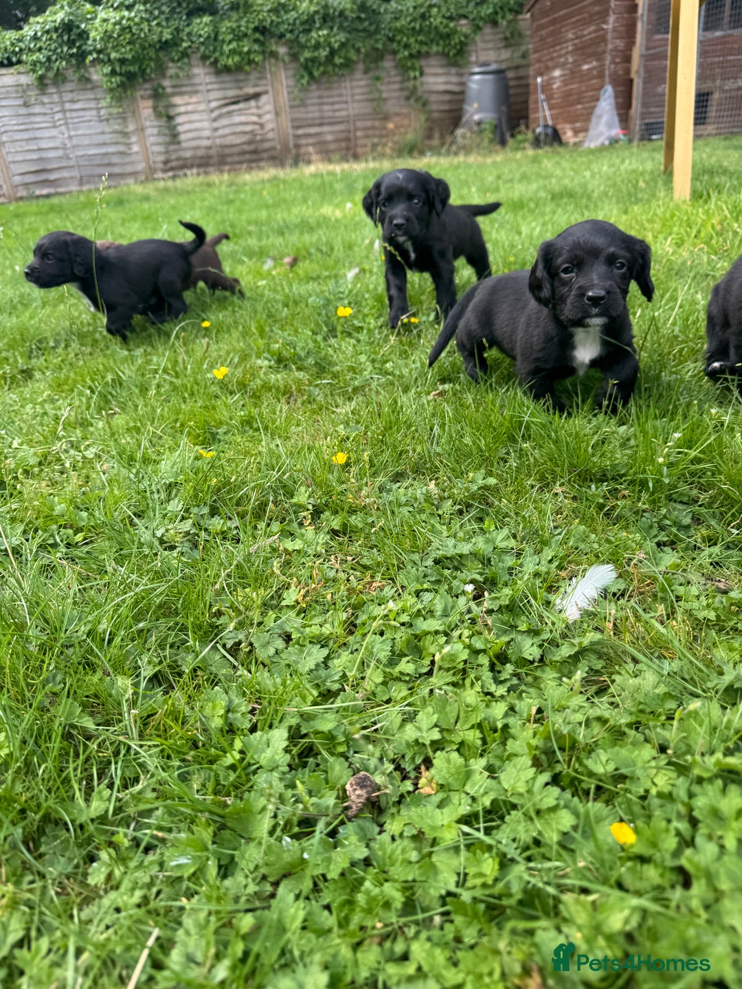 Sprocker dogs for sale: Sprocker puppies  - Image 6