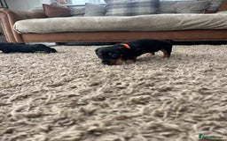 Miniature Dachshund dogs for sale: One beautiful Beautiful girl left  💜🐶  - Image 23