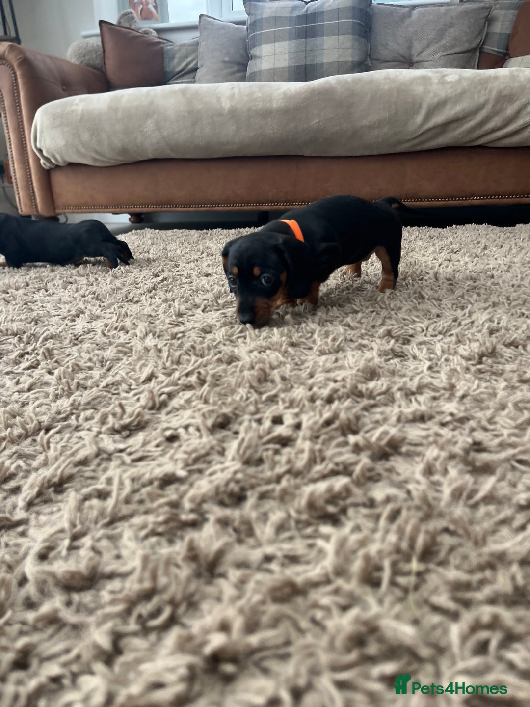 Miniature Dachshund dogs for sale: One beautiful Beautiful girl left  💜🐶  - Image 23