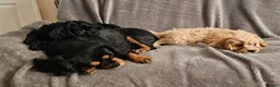 Cavapoo dogs for sale: Health tested F1 Cavapoo puppies - Advert 4