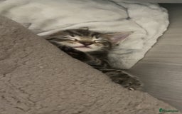 European cats for sale: Lovely kittens  - Image 4