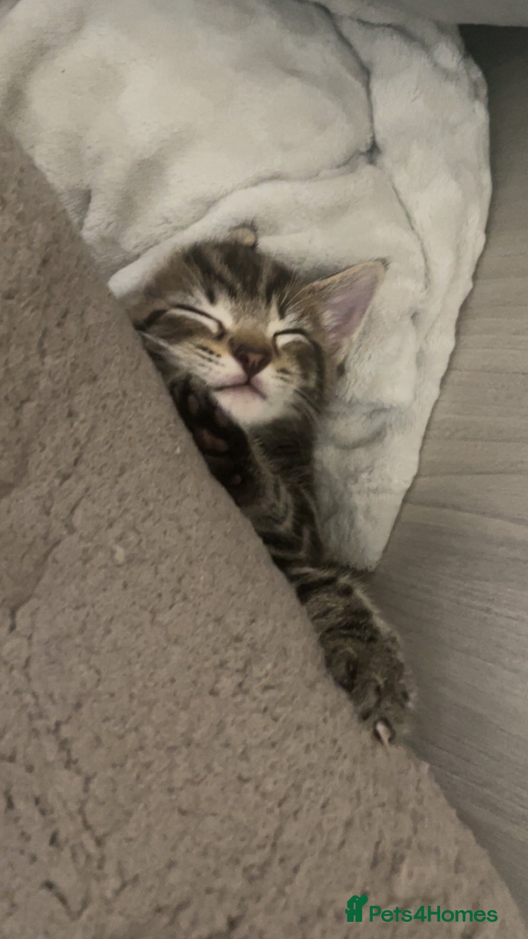 European cats for sale: Lovely kittens  - Image 4