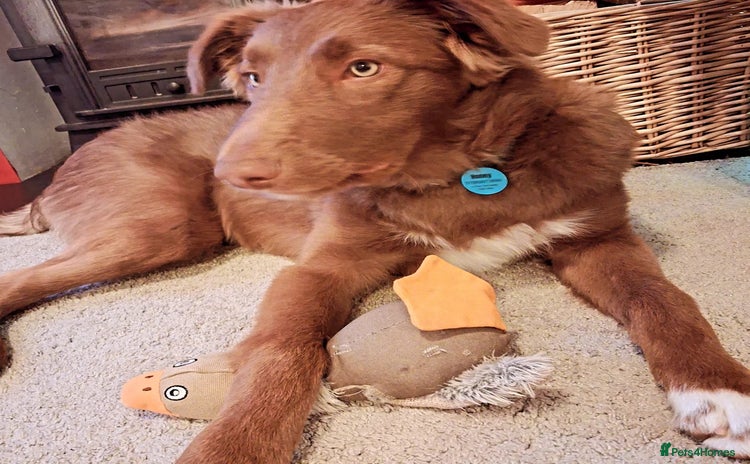 Border Collie dogs 6 month brown border collie - Advert 1