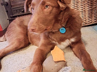 Border Collie dogs for sale: 6 month brown border collie - Advert 1