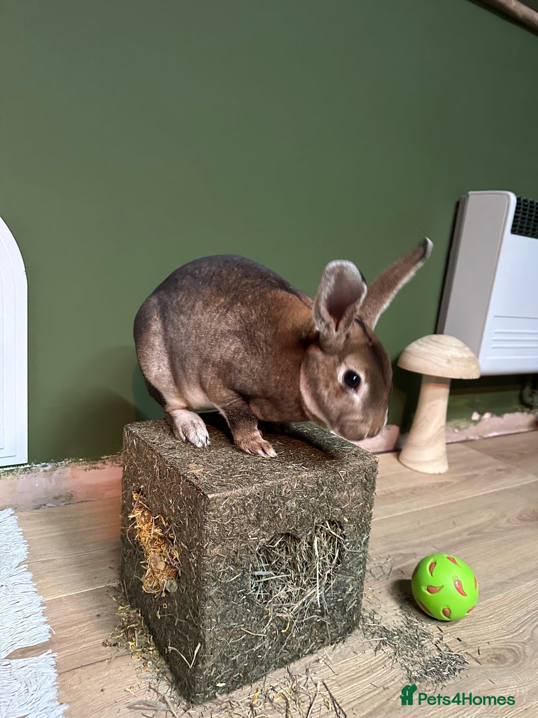 French Lop rabbits for sale: Bonded House Rabbit Pair Seeking Loving Home - Image 6