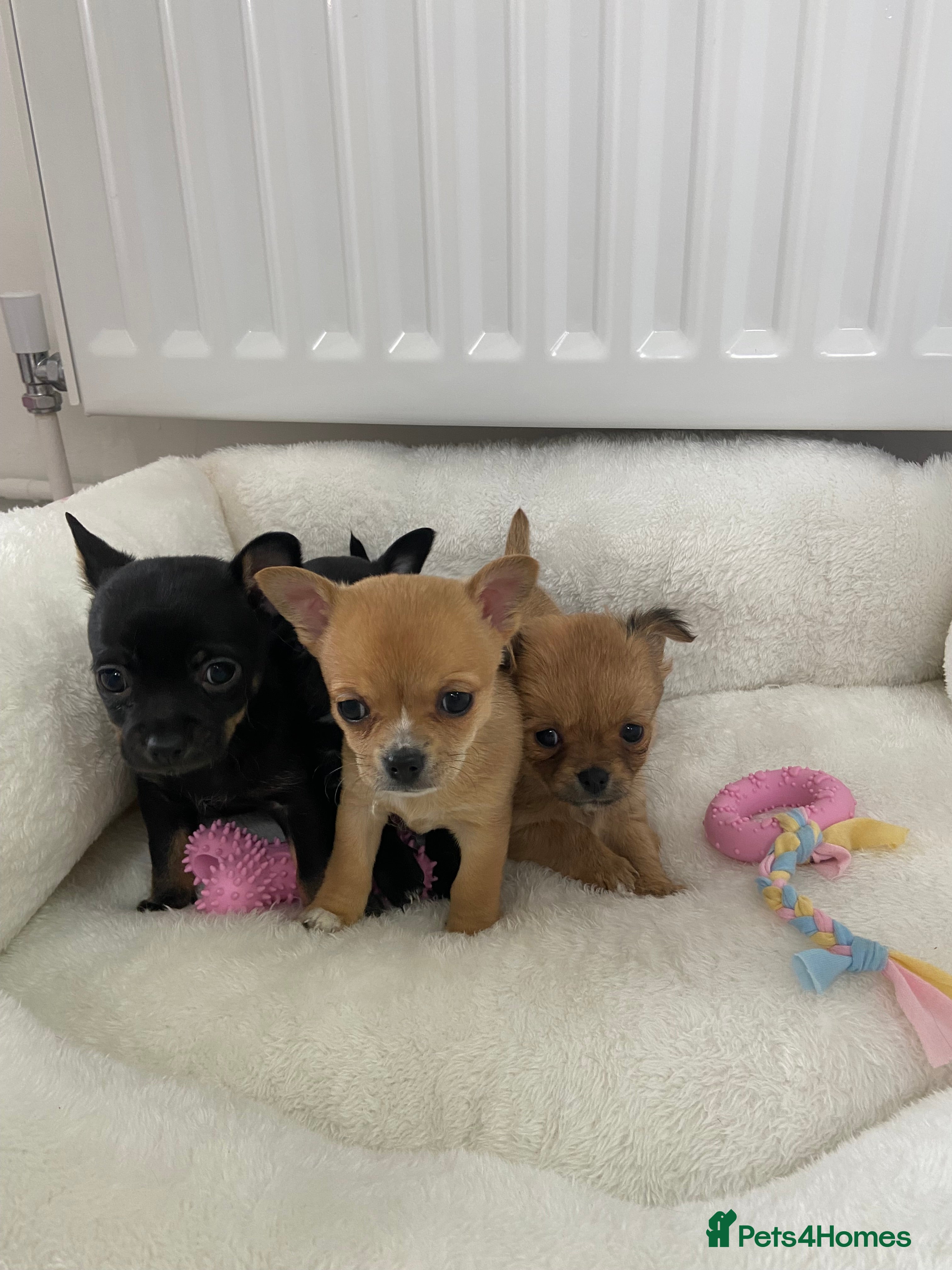 Chihuahua dogs Chihuahua puppies for sale - Advert 15