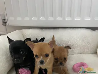 Chihuahua dogs Chihuahua puppies for sale - Advert 15