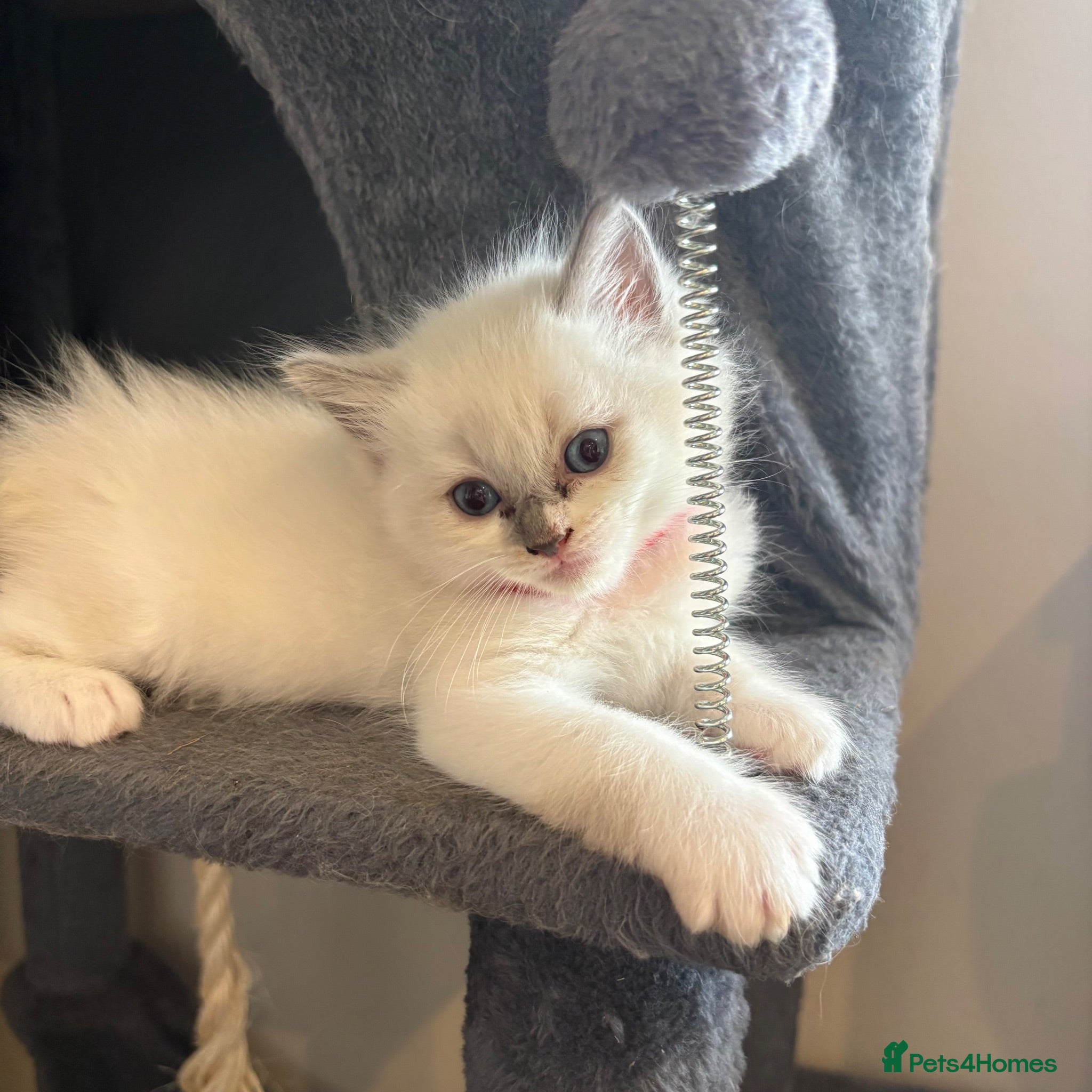 Ragdoll cats Beautiful girl Ragdolls  - Advert 14