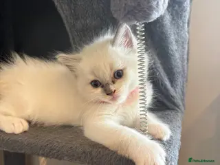 Ragdoll cats Beautiful girl Ragdolls - Advert 14