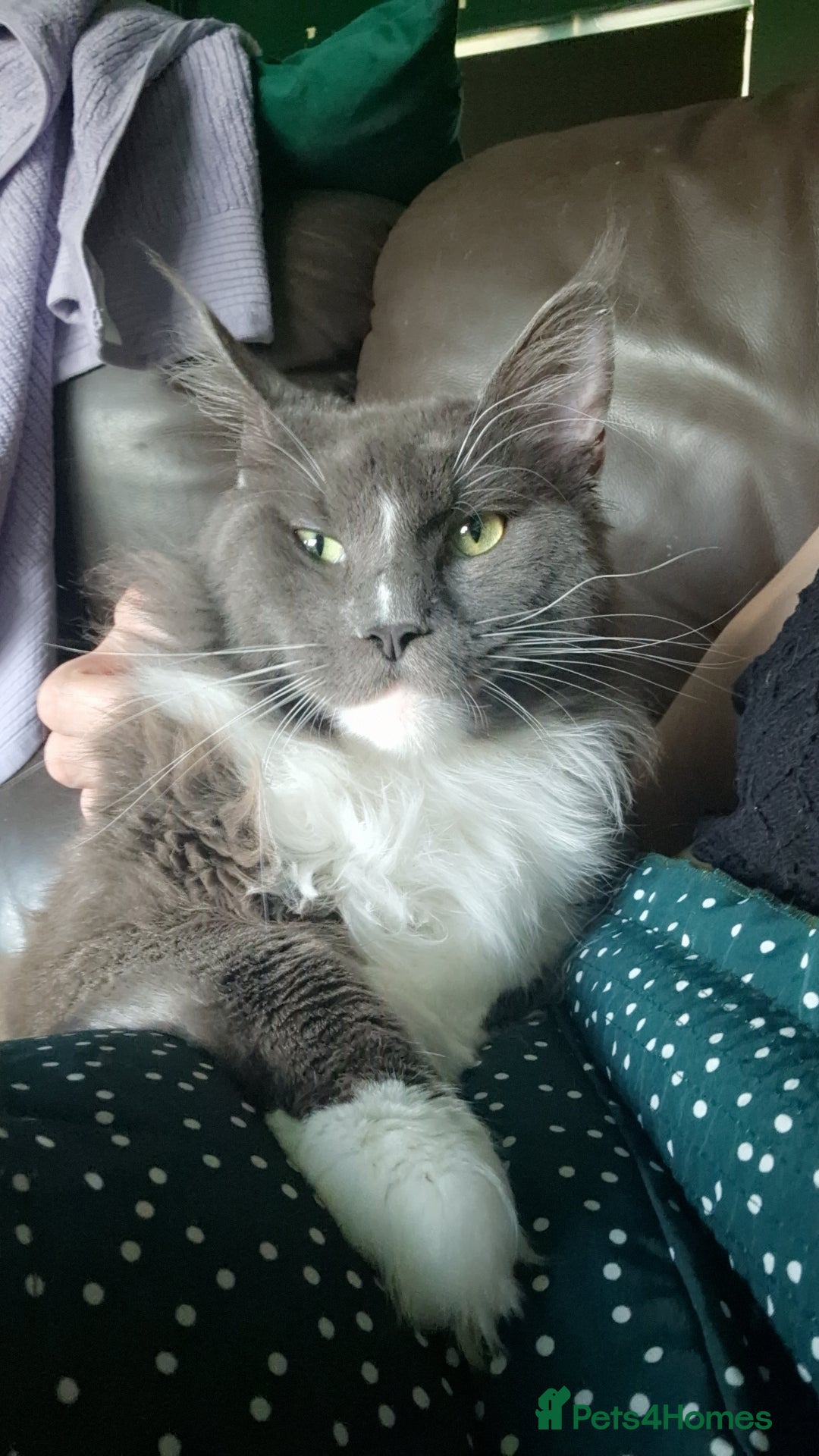 Maine Coon cats Beautiful Highly Proven Boy for Stud in Swadlincote - Advert 2