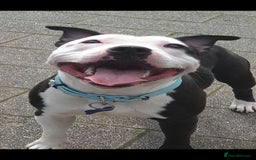 Staffordshire Bull Terrier dogs for sale: Beautiful female staffy puppy - Image 17