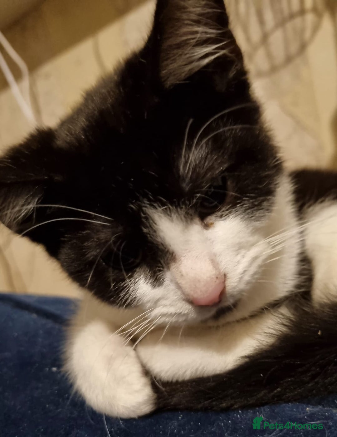 Mixed Breed cats for sale: Kittens - Advert 4