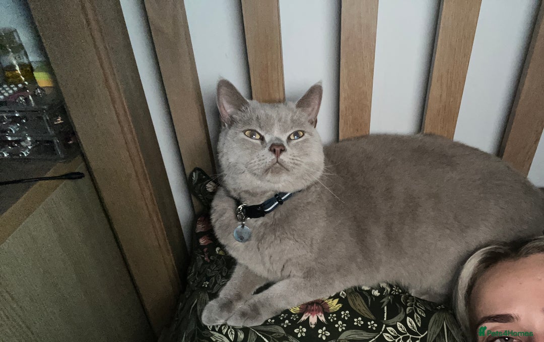 British Shorthair cats for sale: Lilac British shorthair MALE - Advert 7