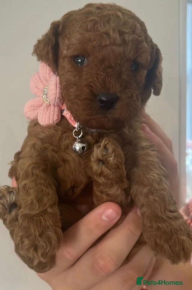 Cavapoo dogs Waiting list extensively health tested toy cavapoo - Advert 13