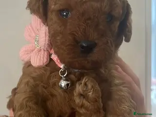 Cavapoo dogs Waiting list extensively health tested toy cavapoo - Advert 13