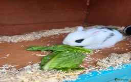 Mini Lop rabbits for sale: Baby mini lop rabbits - Image 11