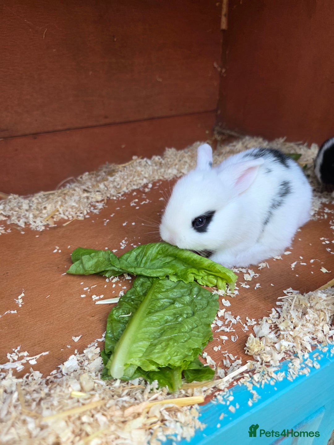 Mini Lop rabbits for sale: Baby mini lop rabbits - Image 11
