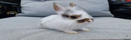 Lionhead rabbits for sale: 2 lionhead boys - Advert 16