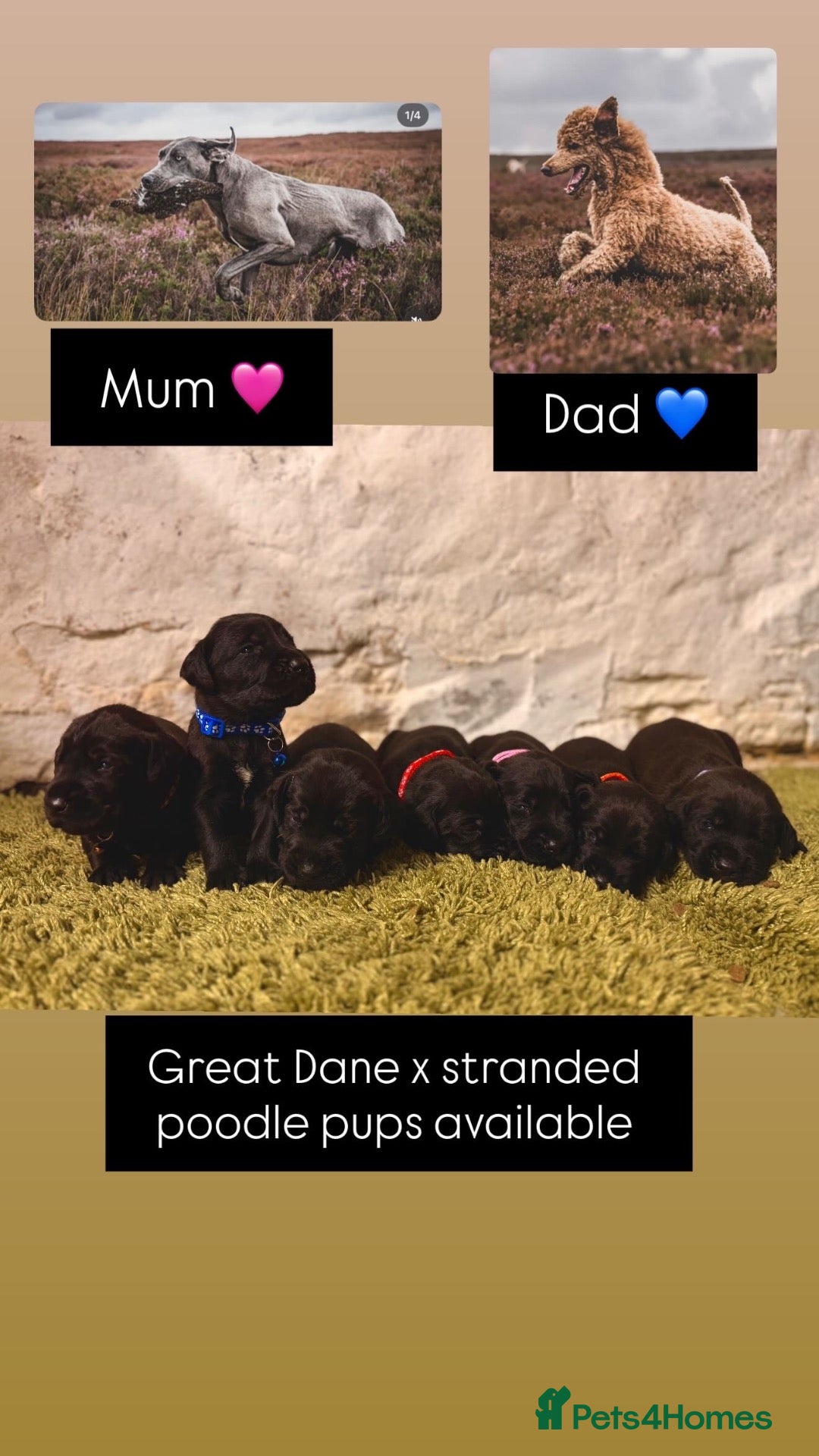 Great Danoodle dogs Extremely rare greatdoodles  - Advert 1