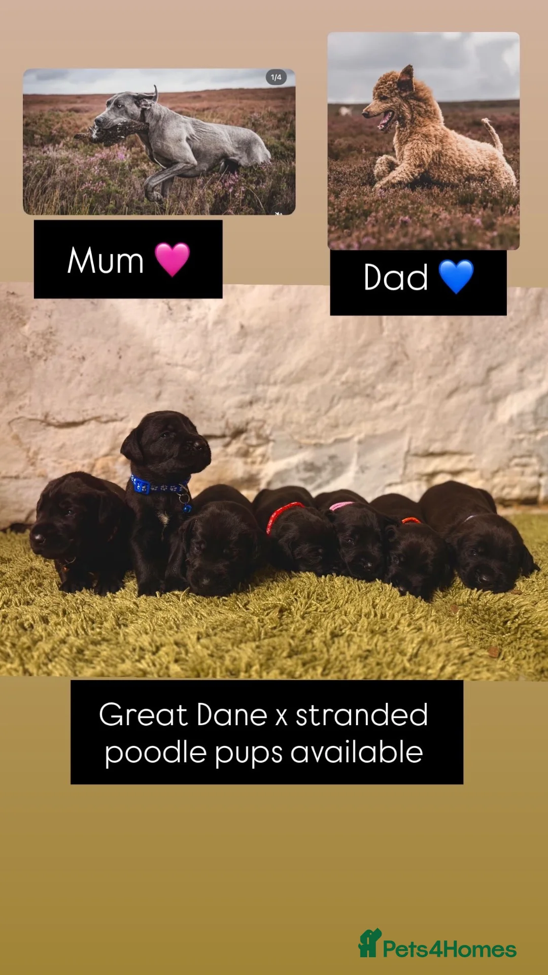 Great Danoodle dogs for sale: Extremely rare greatdoodles ready now  - Advert 2