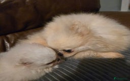 Pomeranian dogs for sale: Gorgeous teddybear tiny pomeranian male puppy  - Image 4