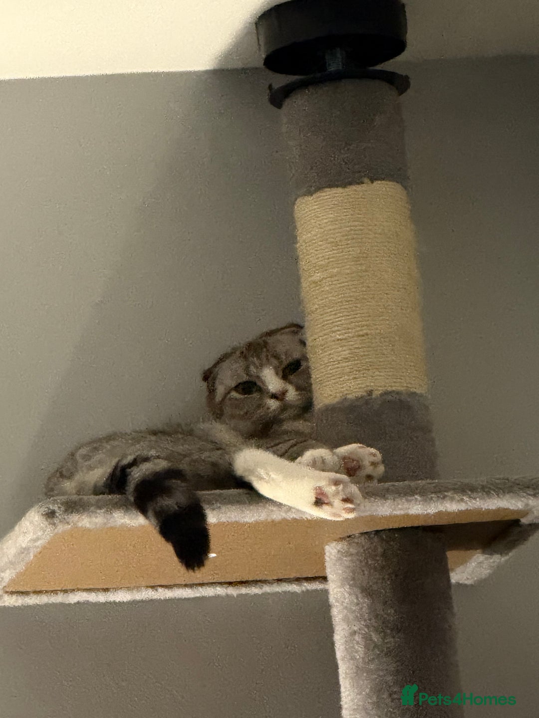 Scottish Fold cats for sale: Scottish fold cat - Advert 2