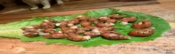 Snails invertebrates for sale: Albino Giant African Land Snails (Achatina Fulica) - Advert 16