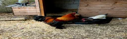 Chickens poultry for sale: Pure breed Partridge Brahma hatching eggs - Advert 4