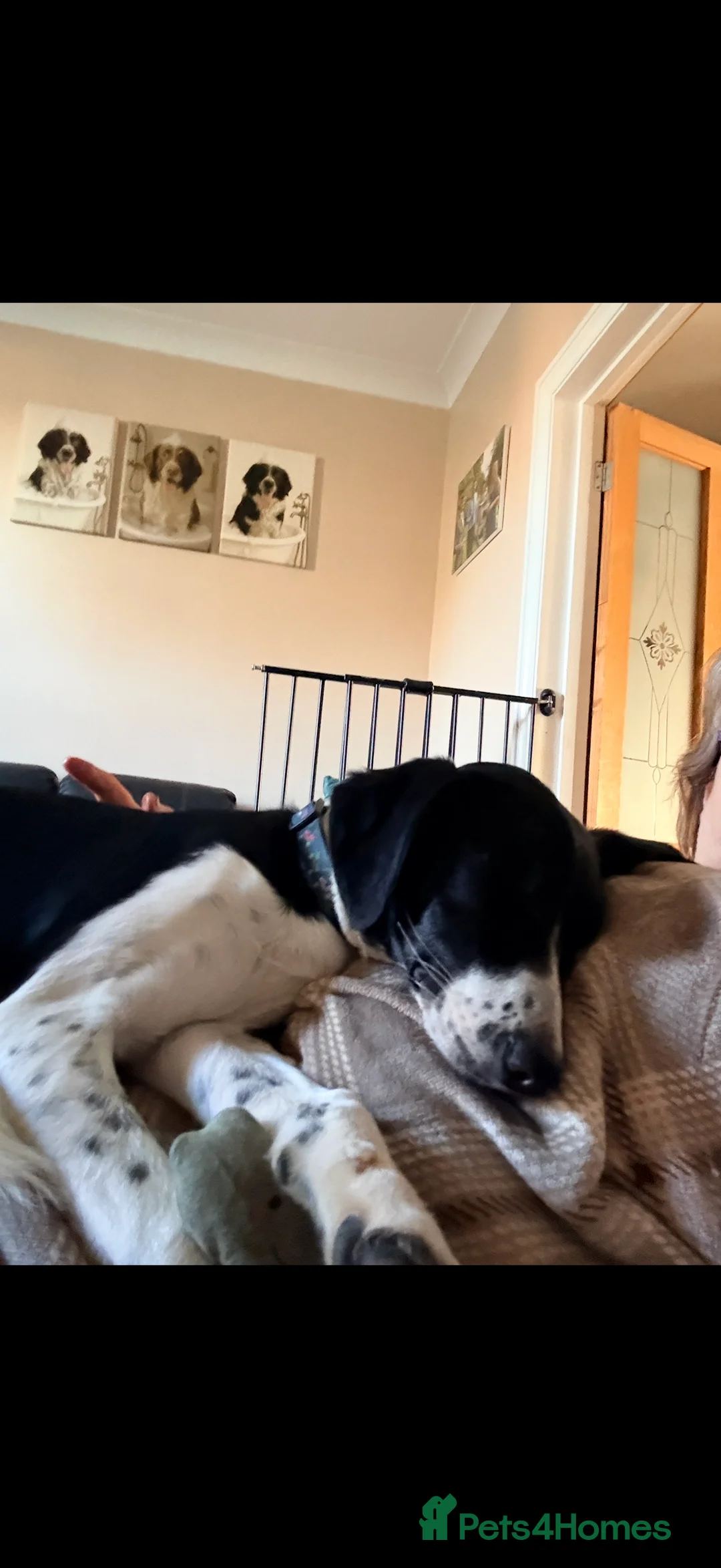Mixed Breed dogs for sale: 9 month old collie x springer in Radstock - Advert 5