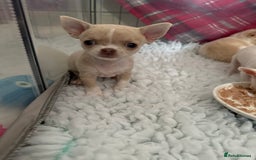Chihuahua dogs for sale: Exquisite KC Registered Apple Chihuahua Puppies 💖 - Image 26