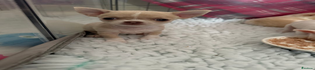 Chihuahua Puppy 2