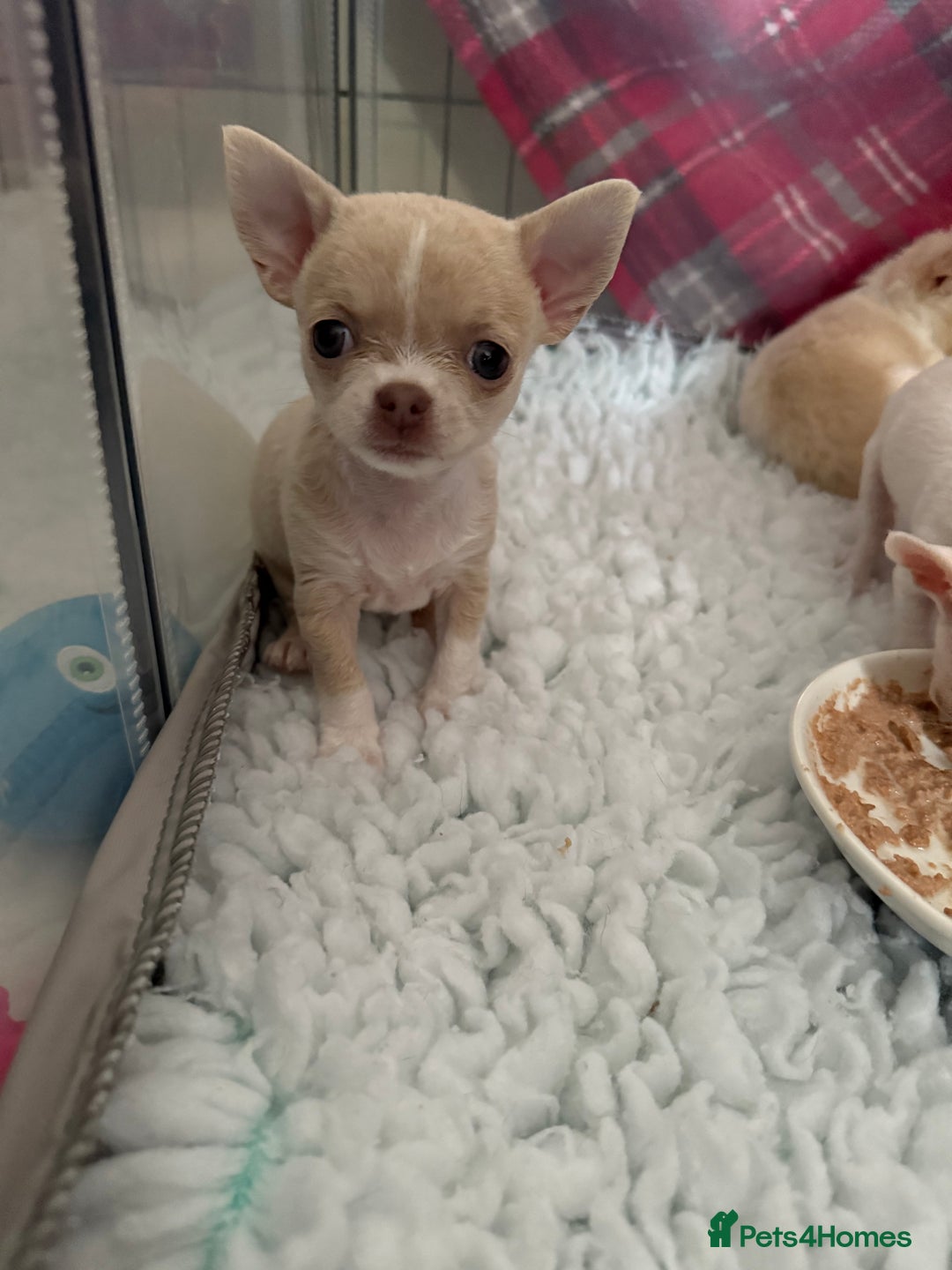 Chihuahua dogs for sale: Exquisite KC Registered Apple Chihuahua Puppies 💖 - Image 26