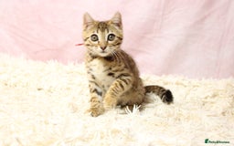 Bengal cats for sale: 🔥Stunning Bengal Kittens Available🔥 - Image 11