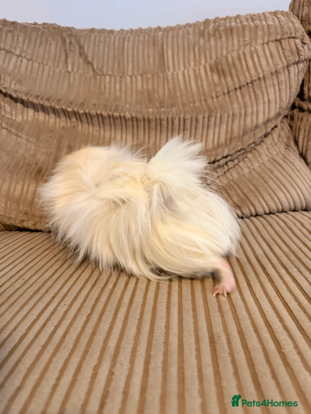 Guinea Pig rodents for sale: Boar Abyssinian  - Advert 3