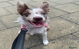 Border Collie dogs for sale: 6 month collie bitch for sale  - Image 3