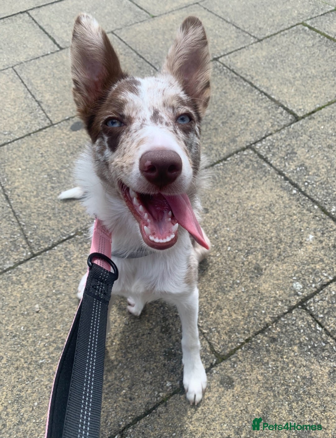 Border Collie dogs for sale: 6 month collie bitch for sale  - Image 3