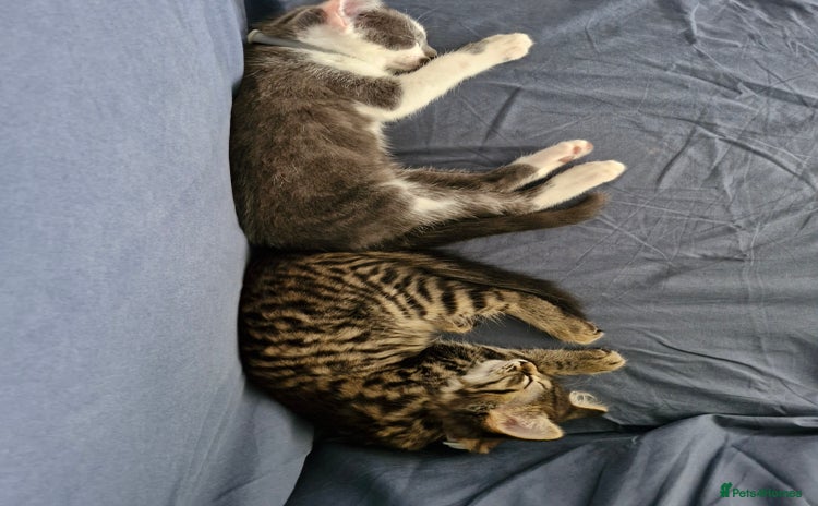 European cats - Advert 1