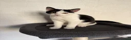 British Shorthair cats for sale: 12 Week Old Handsome kitten in Thame - Advert 5