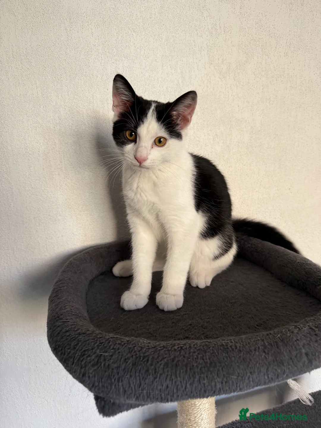British Shorthair cats for sale: 12 Week Old Handsome kitten in Thame - Advert 5
